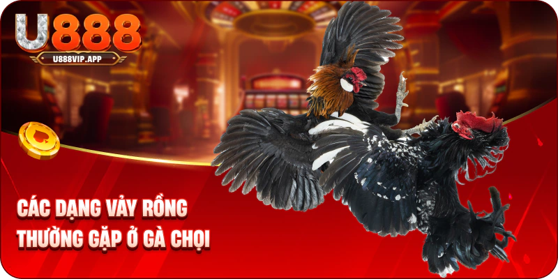 Các dạng vảy rồng thường gặp ở gà chọi